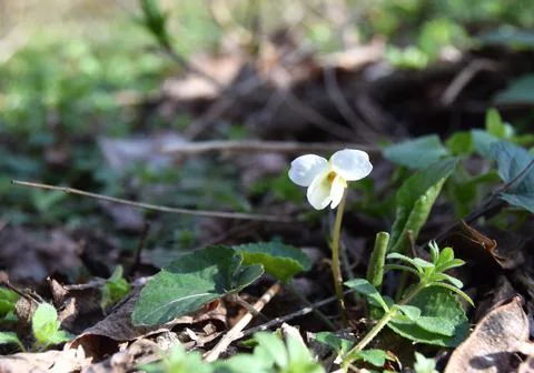 A white flower in the spring Stock Photos