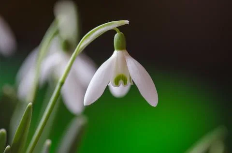 White flower spring snowdrop close-up Stock Photos