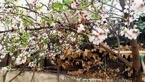 White Flower Spring Tree walk Stock Footage 233910765