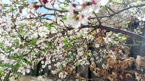 White Flower Spring windy Stock Footage 233910770