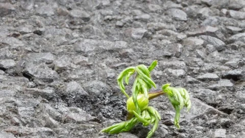 A white flower sprouts through a crack in the asphalt, slow motion, close-up. Th Stock Footage 207405818