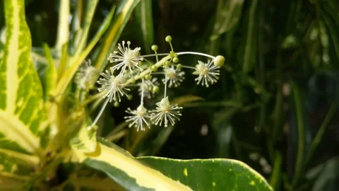White flower stalks Stock Footage 237370766