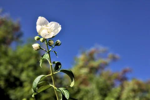 White flower on a stem with trees and a clear sky as backdrop Stock Photos