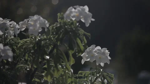White flower with sun backlighting Stock Footage 260578386