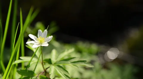 White flower in the sun Stock Footage 60655132