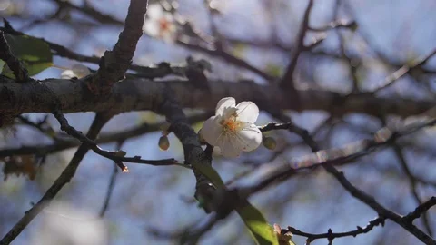 White flower with sunlight at park in spring Stock Footage 87195359