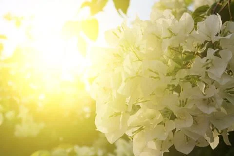White flower on sunlight Foto stock