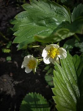 A white flower in the sunlight Foto stock