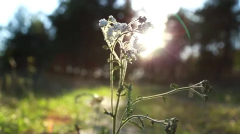 White Flower at Sunset Stock Footage 55885181