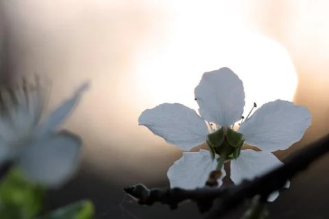 White flower on sunset Stock Photos