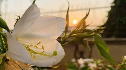 White flower with sunset Foto stock