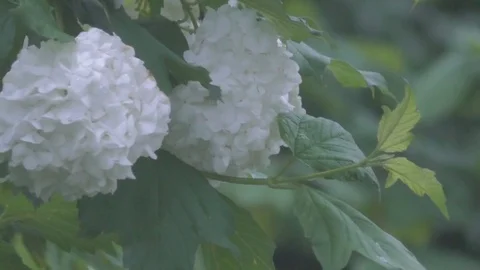 White flower swaying in the wind Stock Footage 77195277