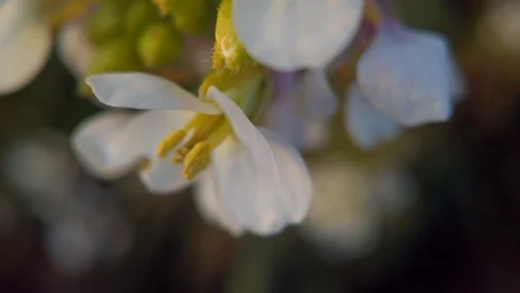 White flower swinging by the spring wind macro shot in 4K Stock Footage 125576094
