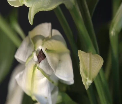 White Flower Time Lapse Vídeo Stock 356497