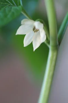 White flower of tomato Stock Photos