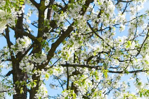 White flower tree blossoming in the spring with green leaves and a blue sky Stock Photos