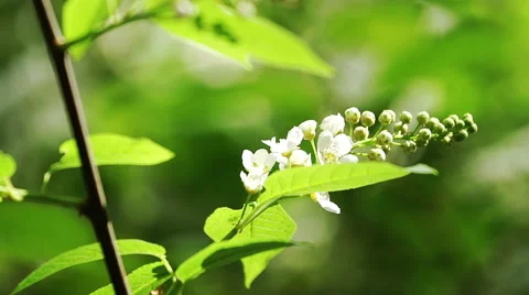 White flower on the tree branch Vídeo Stock 50118034