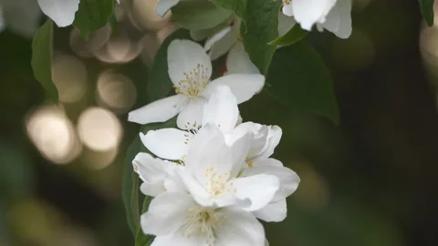 A white flower on a tree branch. Stock Footage 112362440