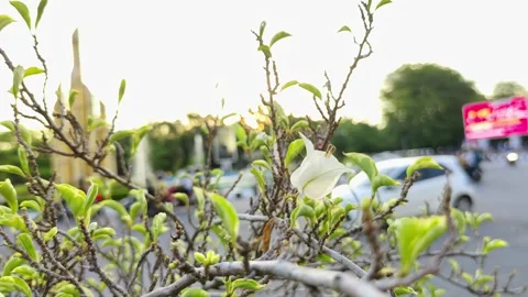 White Flower on Tree Branches in a Sunny Urban Scene Stock Footage 309841598