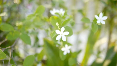 White flower on tree, lime flower in garden. Shot in 4K Stock-Footage 128406457