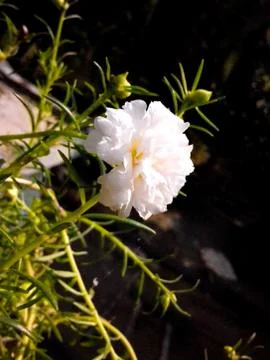 A white flower in tree Stock Photos