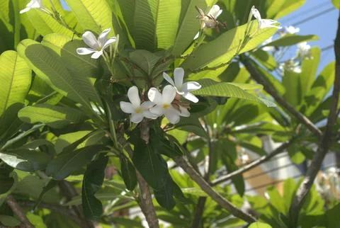 White flower tree  Stock Photos