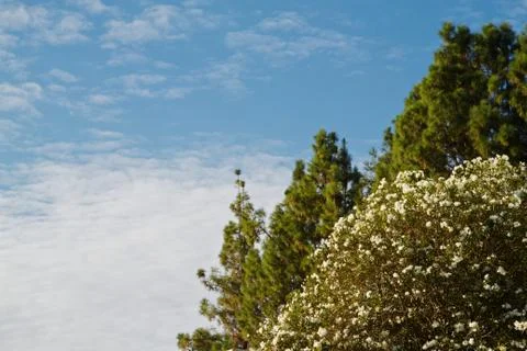 White flower tree pine sky Stock Photos