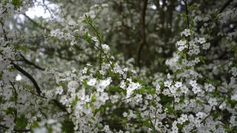 White flower tree in spring time colorful background Stock Footage 272620761