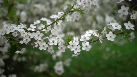 White flower tree in spring time colorful background Stock Footage 272620768