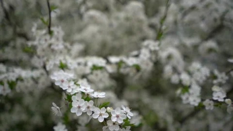 White flower tree in spring time colorful background Stock Footage 272620851