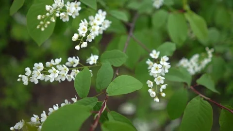 White flower tree in spring time colorful background Stock Footage 272786958