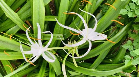 White flower two Foto stock