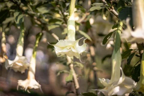 White flower in unique shape Stock-Fotos