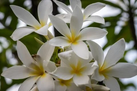 White flower in unique shape 스톡 사진