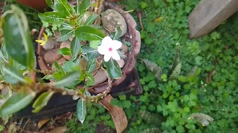 White flower in the vase Stock Footage 303952704