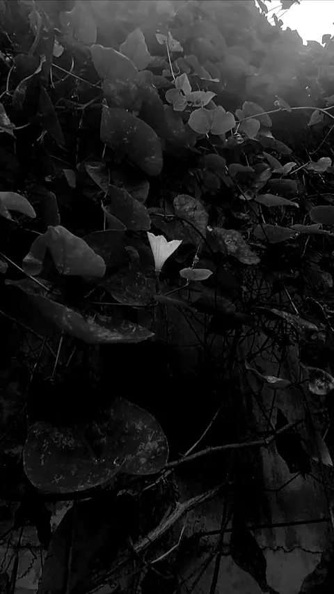 White Flower, Vertical BNW Stock-Footage 301065101