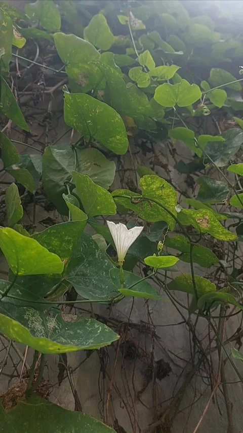 White Flower, Vertical Dream Stock-Footage 301064907