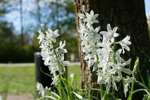 White Flower Vibrant Colors - Narrow DOF Stock Photos