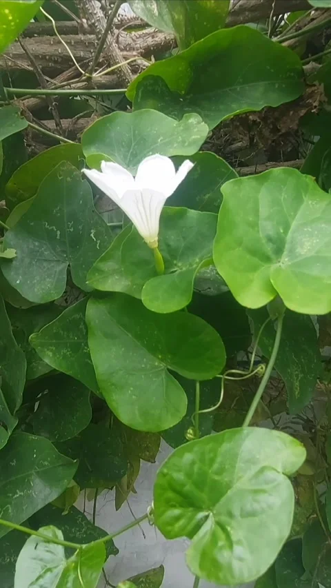 White Flower of Wall Garden Video stock 299364486