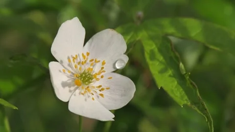 White flower with water drop Stock Footage 280603593