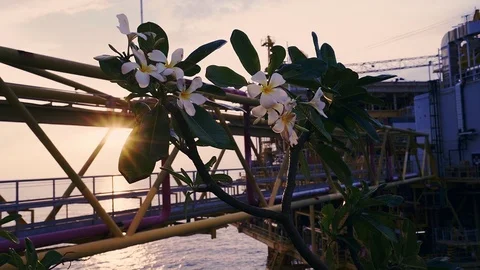 White flower while beautiful sunset offshore platform in background Stock Footage 116042767