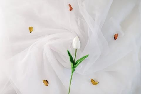 White flower on a white background Stock Photos