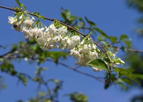 White flower on white background (wrightia religiosa benth. ) Stock Photos