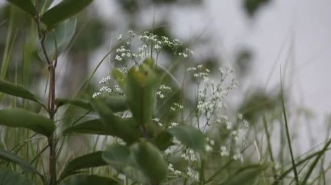 White flower in the wind 15s Stock Footage 8520645