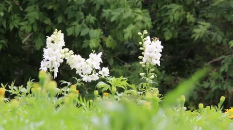 White flower on wind 2 Stock Footage 62017301