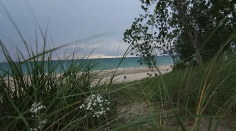 White flower in the wind 30s Stock-Footage 8520767