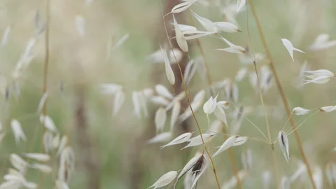 White flower wind field Stock Footage