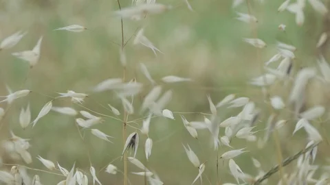 White flower wind field Stock-Footage 112003423