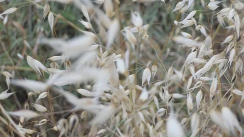 White flower wind field Stock-Footage 112003495