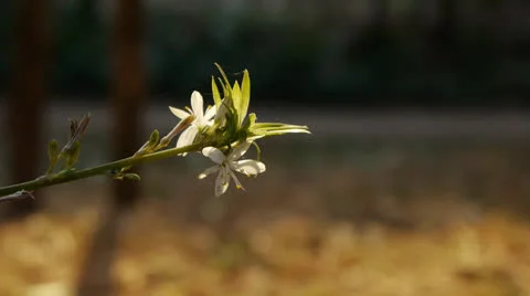 White Flower in the Wind Stock Footage 27140324